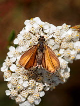Small Skipper Butterfly (Thymelicus sylvestris) feeding from Yarrow flowers (Achillea millefolium) proboscis clearly visible, London. UK.