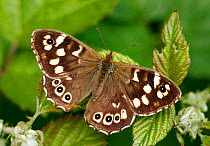 Male Speckled wood butterfly (Pararge aegeria) resting on bramble, London. UK.