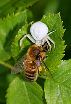 Flower / Goldenrod spider (Misumena vatia) feeding on Honey Bee (Apis mellifera) London, UK.