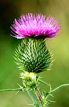 Flower of the Spear Thistle (Cirsium vulgare) UK.