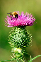 Common Carder bumblebee (Bombus pascuorum) feeding on nectar from a Spear Thistle (Cirsium vulgare) UK.