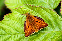 Large Skipper Butterfly (Ochlodes sylvanus) resting on leaf, London, UK.