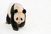 Female Giant panda (Ailuropoda melanoleuca) walking on snow, approximately 10 years, captive