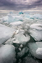 Brash ice off Spitsbergen, Svalbard, Arctic Norway, June 2009