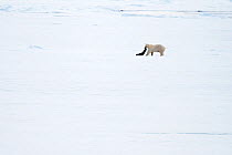 Polar Bear (Ursus maritimus) hunting a Ringed Seal (Pusa hispida) on ice floe, Woodfjorden, northern Spitsbergen, Svalbard, Arctic Norway, June 2009