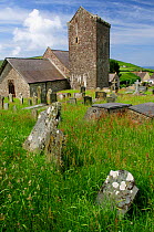 Long grass in the churchyard at Llangennith, Gower, Wales, UK.