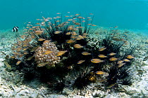 Black spiny sea urchins (Diadema sp) with Humbug dascyllus (Dascyllus aruanus) and shoal of Yellow-striped cardinalfish (Apogon cyanosoma) Cebu, Philippines