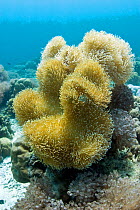 Mushroom leather coral (Sarcophyton sp) Cebu, Philippines, March