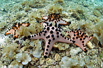 Chocolate chip starfish / Horned sea star (Protoreaster nodosus) Cebu, Philippines, March