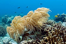 Soft coral (Sinularia flexibilis) in marine landscape, Cebu, Philippines, March