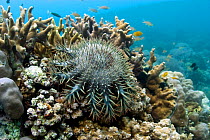 Crown of Thorns starfish (Acanthaster planci) on hard coral, Cebu, Philippines, March