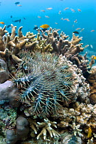 Crown of Thorns starfish (Acanthaster planci) on hard coral, Cebu, Philippines, March