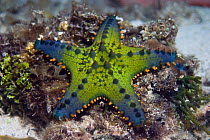 Starfish / Cushion sea star (Pentaceraster cf. multispinus) Cebu, Philippines, March