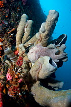 Painted Frogfish (Antennarius pictus) camouflaged amongst tube sponge on coral reef, Cebu, Philippines, March