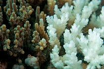 Table coral (Acropora sp) showing the effect of White Band Disease, Cebu, Philippines, March