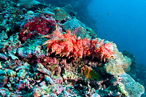 Sea cucumber (Thelenota rubralineata) Cebu, Philippines, March