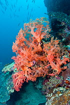 Soft coral (Dendronephthya sp) Cebu, Philippines, March