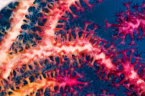 Close up of polyps and tentacles of Sea fan (Gorgonia sp) Cebu, Philippines, March