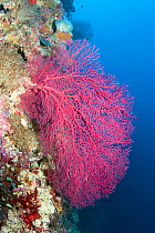 Sea fan coral (Gorgonia sp) Cebu, Philippines, March