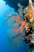 Sea fan coral (Gorgonia sp) Cebu, Philippines, March