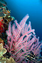 Sea fan coral (Ctenocella sp) Cebu, Philippines, March