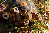 Angulate tortoise (Chersina angulata) Adult female amongst flowers, Little Karoo, South Africa