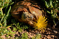 Parrot-beaked tortoise / Common padloper (Homopus aerolotus) Adult female amongst Ice plant flowers {Mesembrianthemum sp} Little Karoo, South Africa