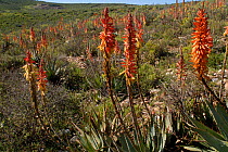 Aloe {Aloe microstigma} in flower on Little karoo, Western Cape, South Africa