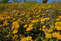 Senecio  flowering on Fynbos habitat,  Little karoo, Western Cape, South Africa