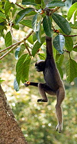Alpha female Bornean Muller's / Grey gibbon (Hylobates muelleri) feeding on fruit in a strangler fig tree, while hanging from one arm, Danum Valley, Sabah, Borneo, Endangered species