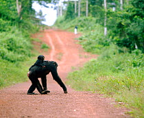 Female Chimpanzee (Pan troglodytes) with baby on back crossing road, from study group in Bossou, Guinea