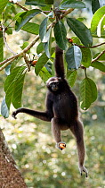 Alpha female Bornean Muller's / Grey gibbon (Hylobates muelleri) holding fruit in foot hanging from a fruiting fig tree, Danum Valley, Sabah, Borneo, Endangered species