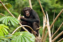 Juvenile male Chimpanzee (Pan troglodytes) "Pele", feeding on stolen maize after crop raiding from local village, part of the Bossou study group, Guinea