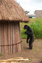 Adolescent male Chimpanzee (Pan troglodytes) "Pele" standing next to crop storage hut, from study group in Bossou, Guinea