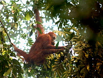 Female Orang utan (Pongo pygmaeus) crossing to adjacent tree, Danum Valley, Sabah, Borneo, Endangered species