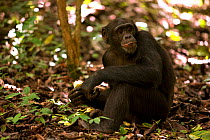 Adolescent male Chimpanzee (Pan troglodytes) "Pele" feeding on an orange after peeling, stolen during a crop raid on local village, from study group in Bossou, Guinea