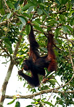 Male Orang utan (Pongo pygmaeus) feeding on fruit in strangler fig tree, Danum Valley, Sabah, Borneo