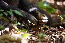 Adolescent male Chimpanzee (Pan troglodytes) using stone hammer and anvil to crack nuts, "Pele" from study group in Bossou, Guinea