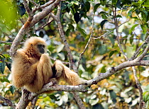 Alpha-male White-handed gibbon (Hylobates lar) sitting on branch observing a neighboring gibbon family on the border of his territory, ^Chai^ a member of study group ^C^, Khao Yai National Park, Thail...