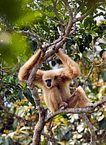 Alpha male White-handed gibbon (Hylobates lar) in tree observing a neighboring gibbon family on the border of his territory, "Chai" a member of study group "C", Khao Yai National Park, Thailand, Endan...