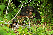 Chimpanzee (Pan troglodytes) crop raiding adult and baby feeding on manioc plants, from the Bossou study group, Guinea