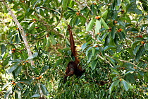 Female Orang utan (Pongo pygmaeus) feeding in fruiting strangler fig, Danum Valley, Sabah, Borneo, Endangered species
