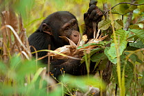 Adolescent male Chimpanzee (Pan troglodytes) crop raiding maize from local farmers, "Jeje" from study group in Bossou, Guinea