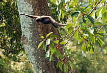 Alpha female Grey gibbon (Hylobates muelleri) leaping from a fruiting strangler-fig tree, Danum Valley, Sabah, Borneo, Endangered species