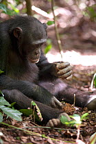 Adolescent male Chimpanzee (Pan troglodytes) cracking nuts using rock hammer and anvil tools, "Pele" from study group in Bossou, Guinea