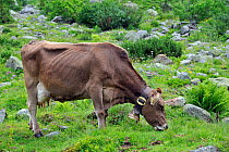 Brown Alpine cow (Bos taurus) with cowbell grazing, Swiss Alps, Switzerland