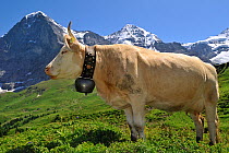 Brown Alpine cow (Bos taurus) with bell in alpine meadow, Swiss Alps, Switzerland, July 2009