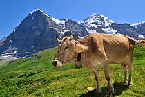 Brown alpine cow (Bos taurus) wearing a bell in meadow, in front of the Eiger, Swiss Alps, Switzerland, July 2009