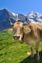 Brown alpine cow (Bos taurus) wearing a bell in meadow, the Eiger behind, Swiss Alps, Switzerland, July 2009