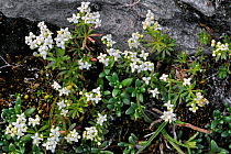 Alpine daphne (Daphne alpina) in flower, Swiss Alps, Switzerland